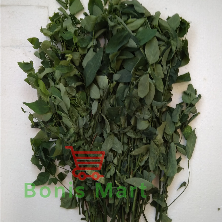 

Daun Katuk Segar Dan Fress.