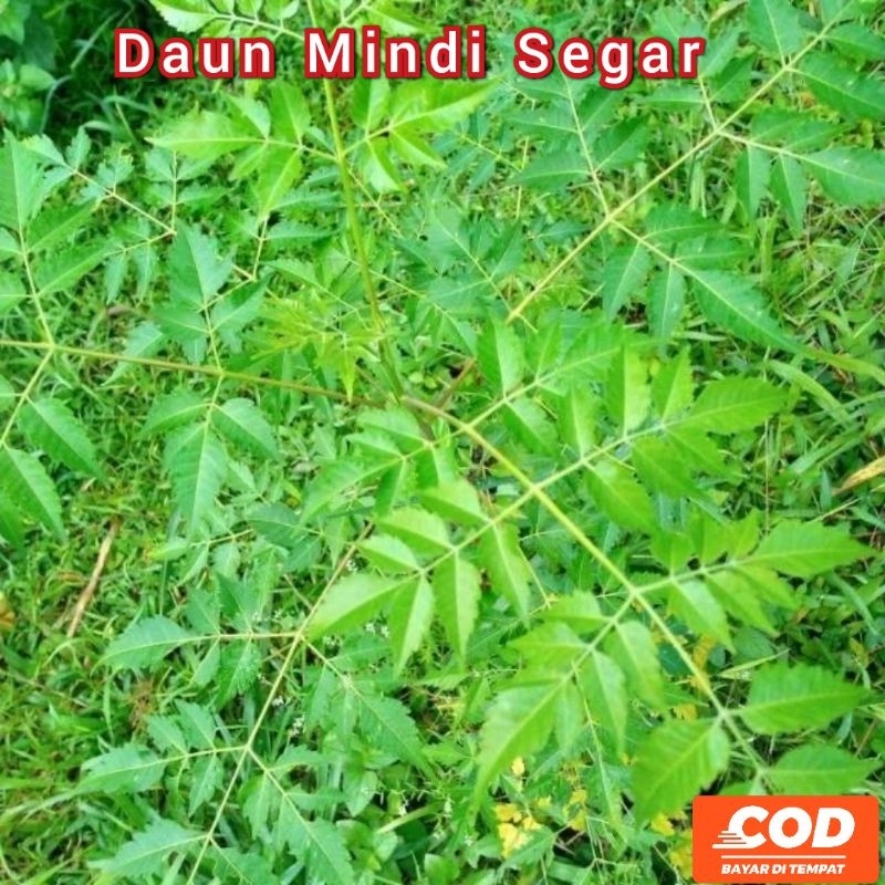 

[C O D]Daun Mindi Segar 1 Kg