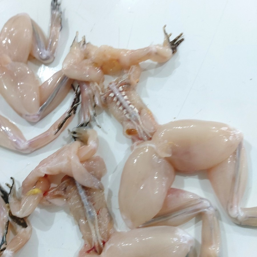 

Kodok Segar - Kodok Saklon - Besar