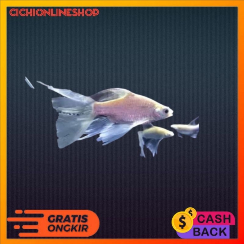 kaviat selayer  kapiat albino tankmate dan pembersih aquarium