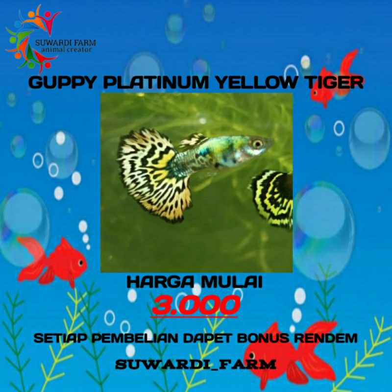 Aksesoris Akwarium (Guppy Platinum Yellow tiger)