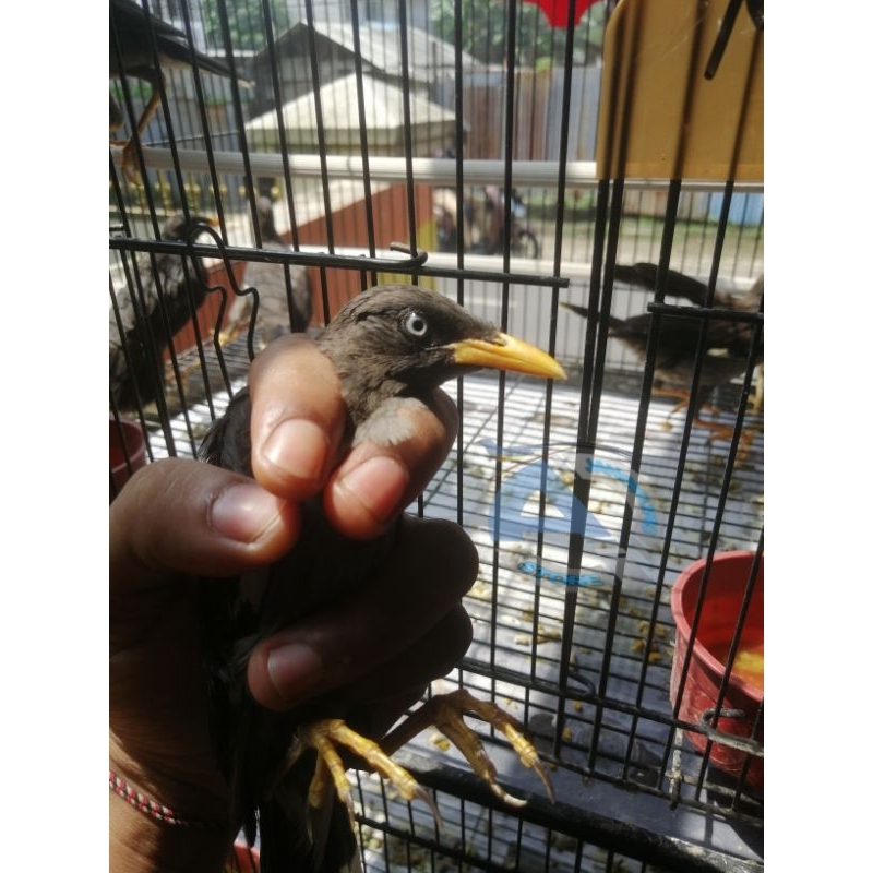 BURUNG JALAK KEBO MATA PUTIH