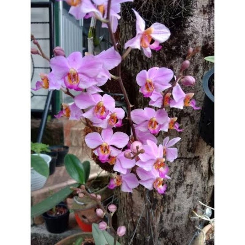 Anggrek Doritis Lidah Merah Termurah