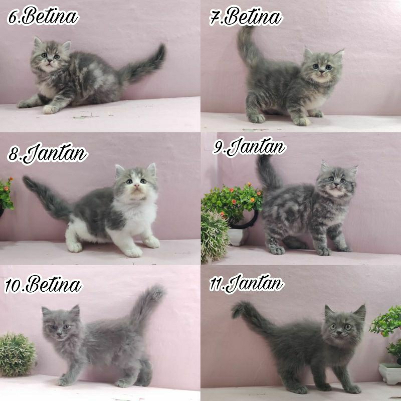 Kucing kitten Persia super lucu
