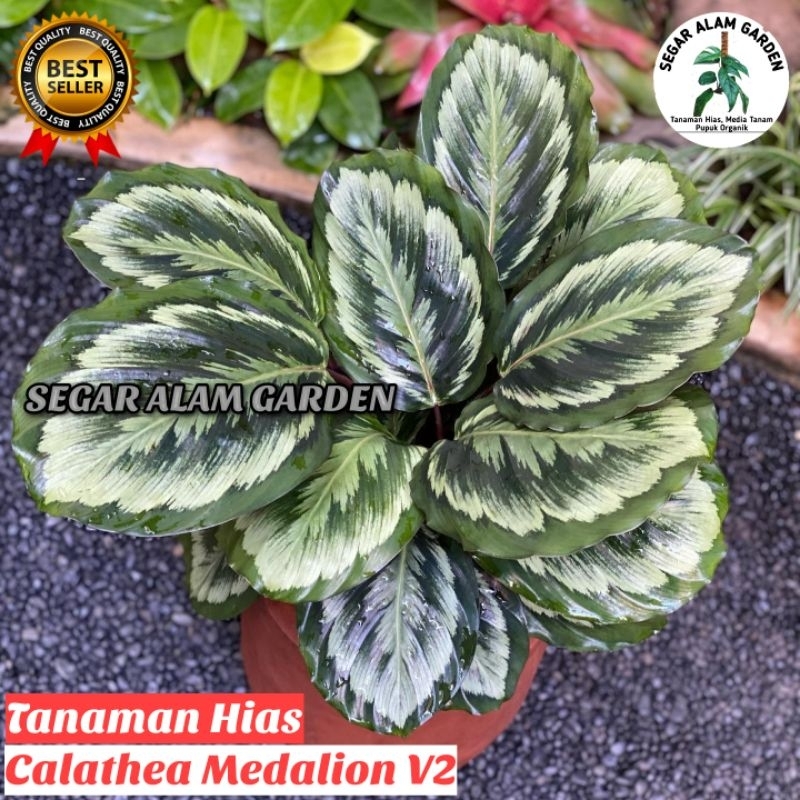 Tanaman Hias CALATHEA MEDALION V2 ORIGINAL