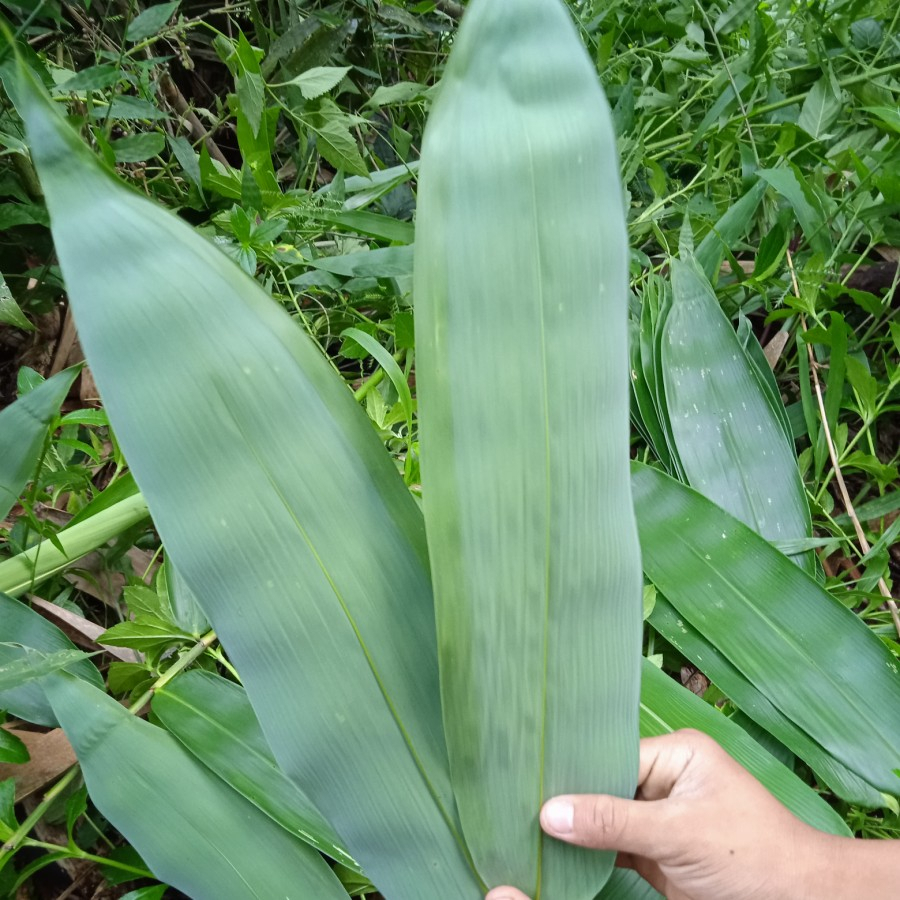 

DAUM BAMBU HARGA PER LEMBAR PER1 PCS