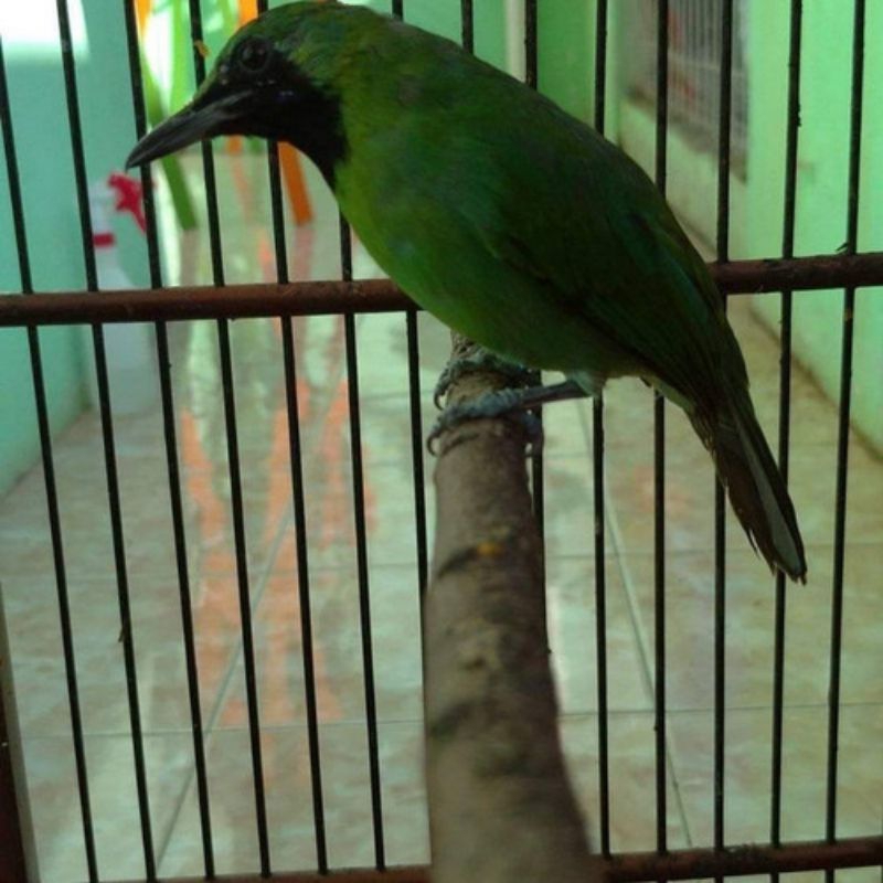 cucak ijo mini jantan rawatan