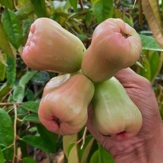 BIBIT JAMBU AIR MADU DELI HIJAU