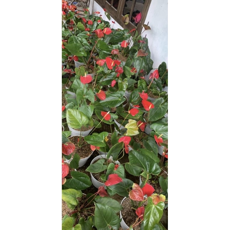DIARY PETANI - Anthurium Bunga Presiden Mewah Bebas Pilih