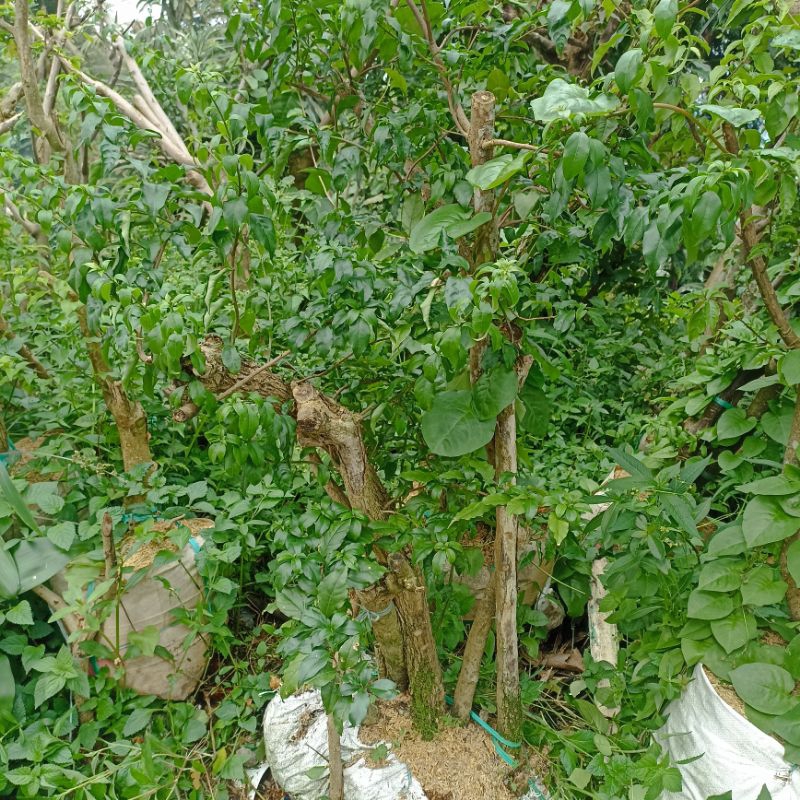 Bonggolan Bahan Bonsai Bugenvile besar besar