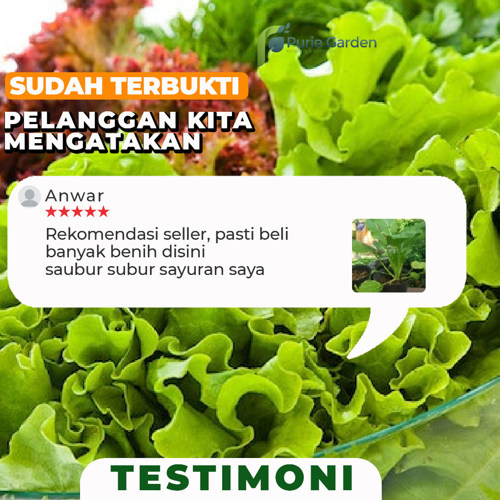 Benih Bibit Biji Unggul Sawi 2500 Benih PG SBY