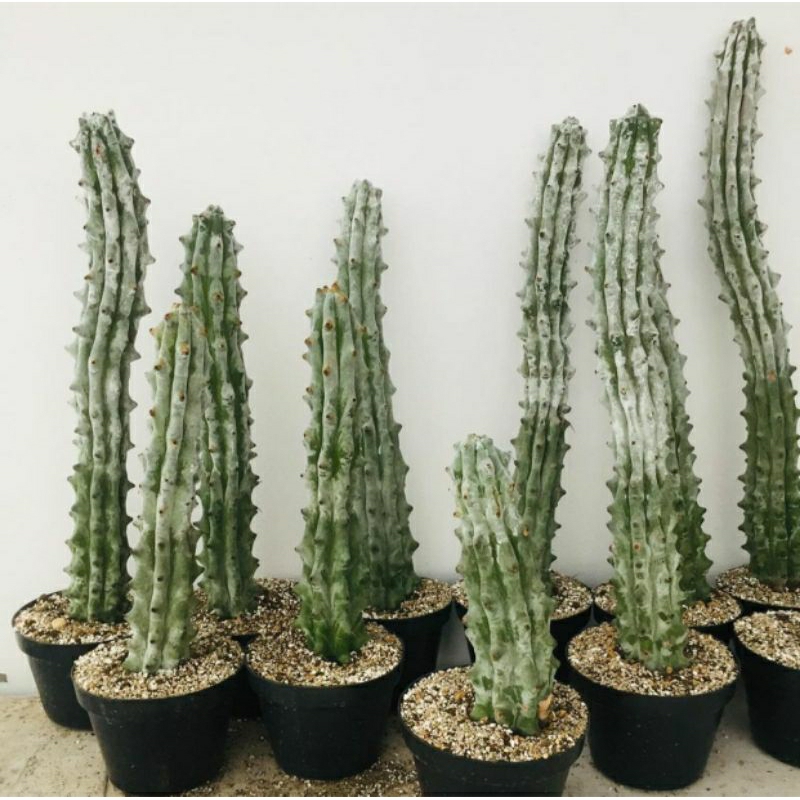STENOCEREUS BENECKEI 70cm++ / KAKTUS IMPORT / KAKTUS OWNROOT / KAKTUS MAHAL / BIBIT KAKTUS IMPORT