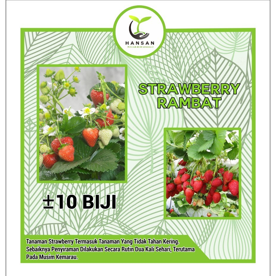 10 Bibit Strawberry Rambat Super Benih Buah Stroberi Manis Climbing