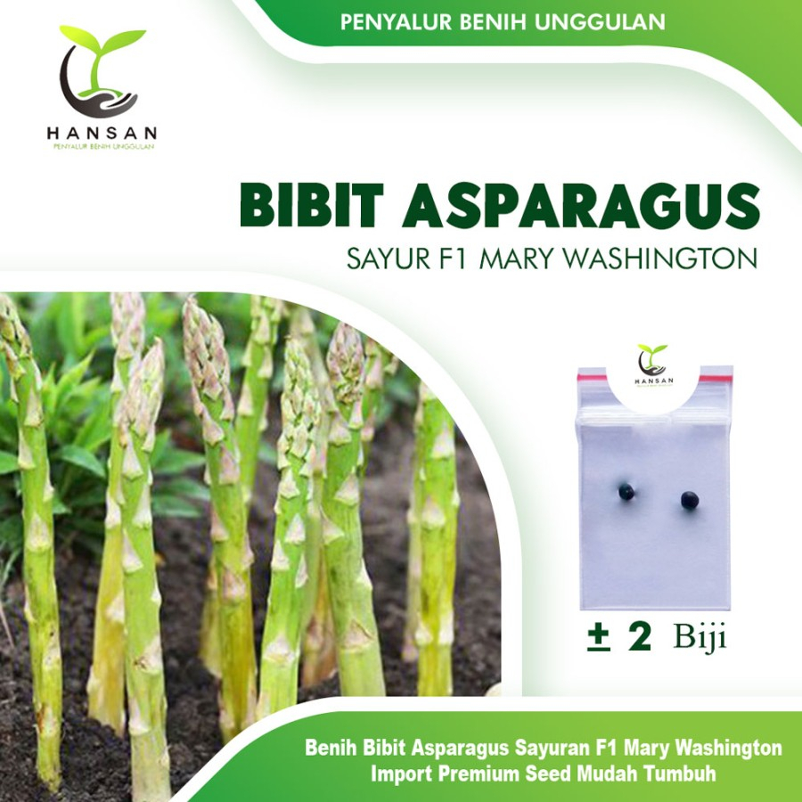 2 Bibit Asparagus Sayur F1 Mary Washington Benih Sayuran Import Super