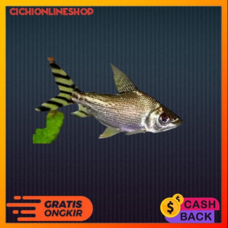 yellow feifeng (yff) hiasan aquarium