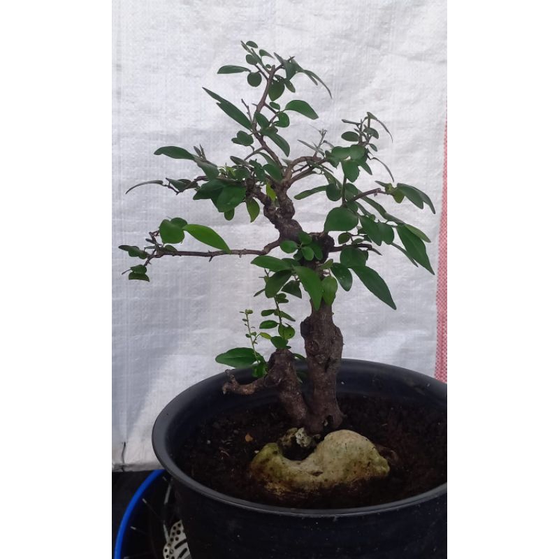 Bonsai Mustam On the rock