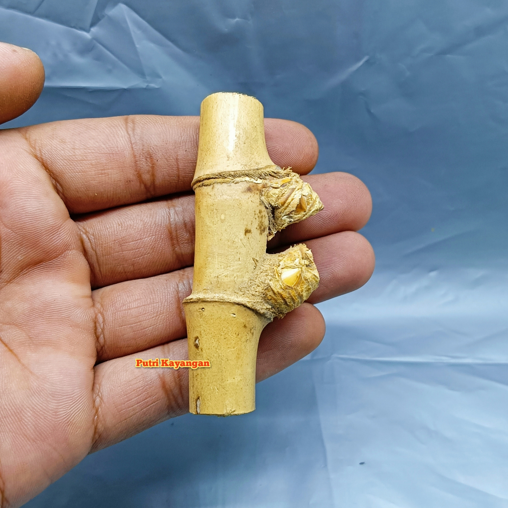 Bambu Petuk Pring Pethuk Temu Rose Bambu Pethuk Unik Bagus Koleksi Antik