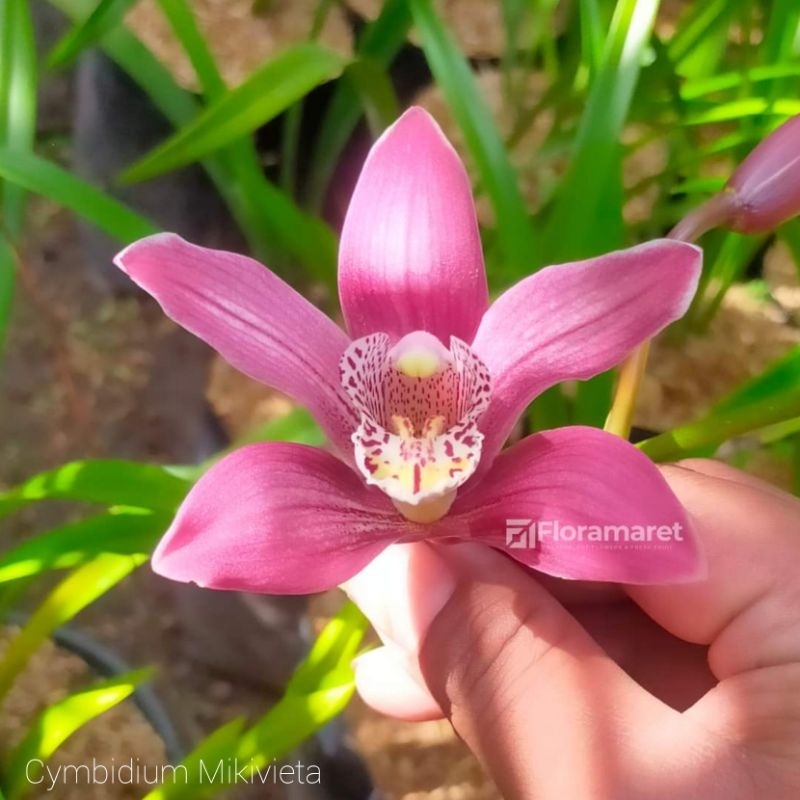 Anggrek Cymbidium Mikivieta