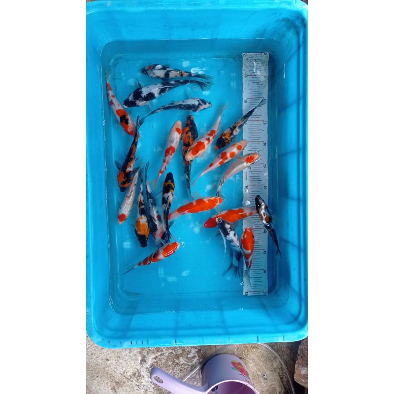 BIBIT KOI 5-7CM (PAKET 10EKOR) + BONUS ANAKAN IMPORT X BLITAR
