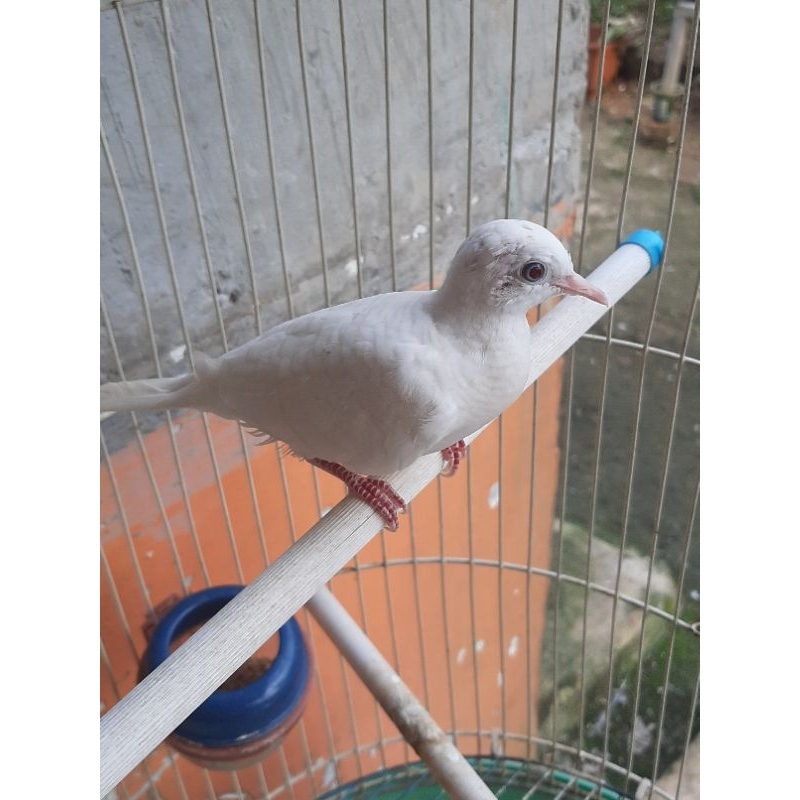 Perkutut Putih Mata Merah