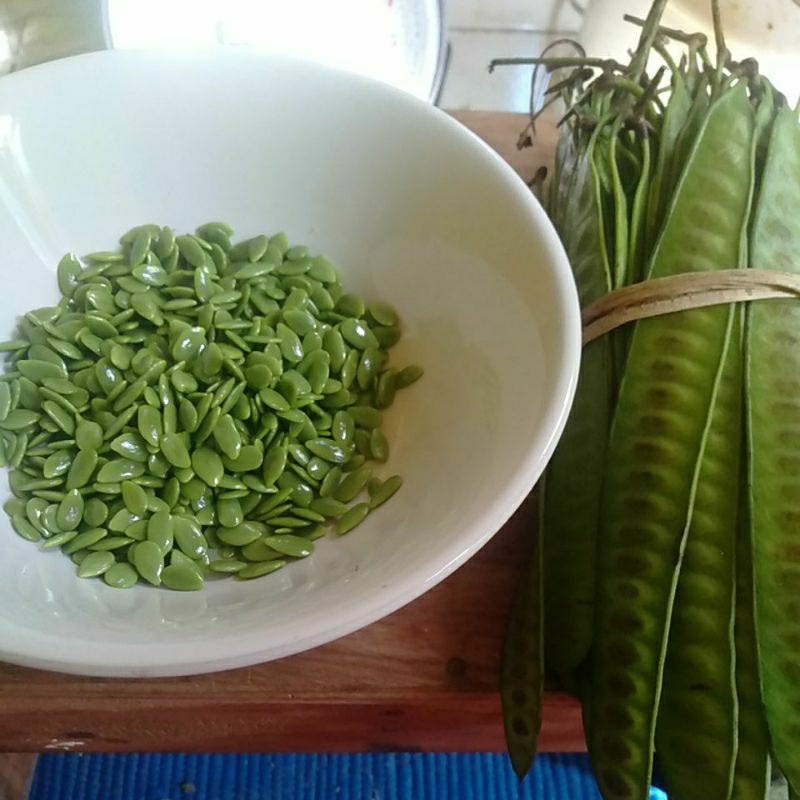 

BIJI MLADING LAMTORO PETAI CINA Segar