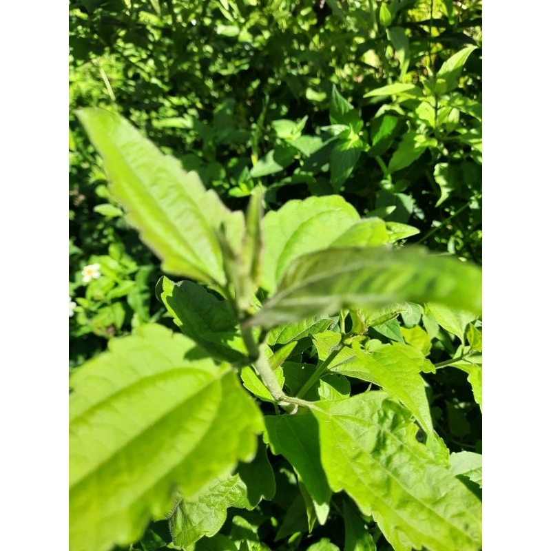 

250 gram Daun Kirinyuh segar