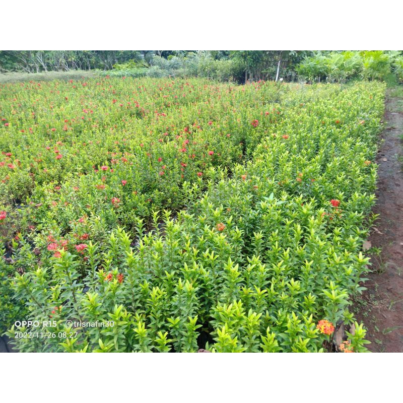 TANAMAN BUNGA SOKA JEPANG