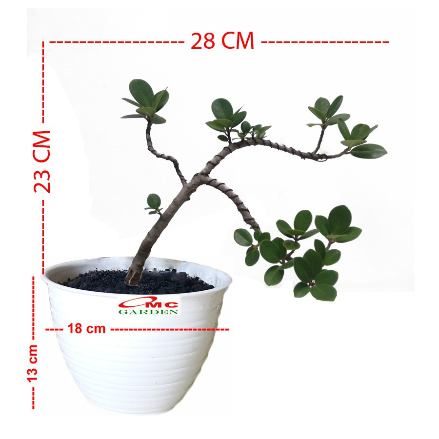 Tanaman Hias Pohon Bonsai Mame Beringin Korea Mini Dolar B-BK-020