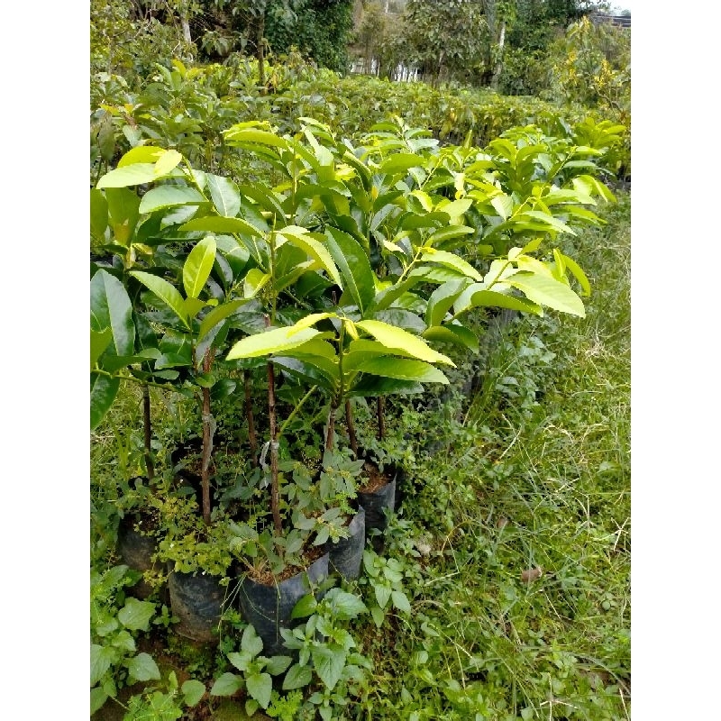 Bibit Black Sapote