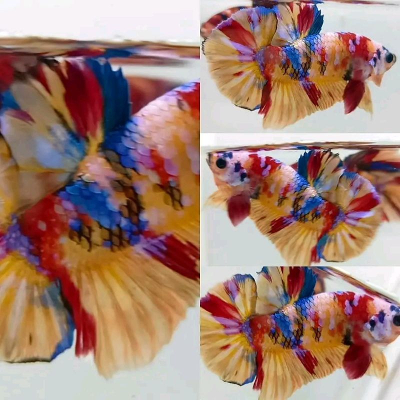 

1 PASANG NEMO GALAXY, SIZE INDUKAN, WARNA NGEBLOK