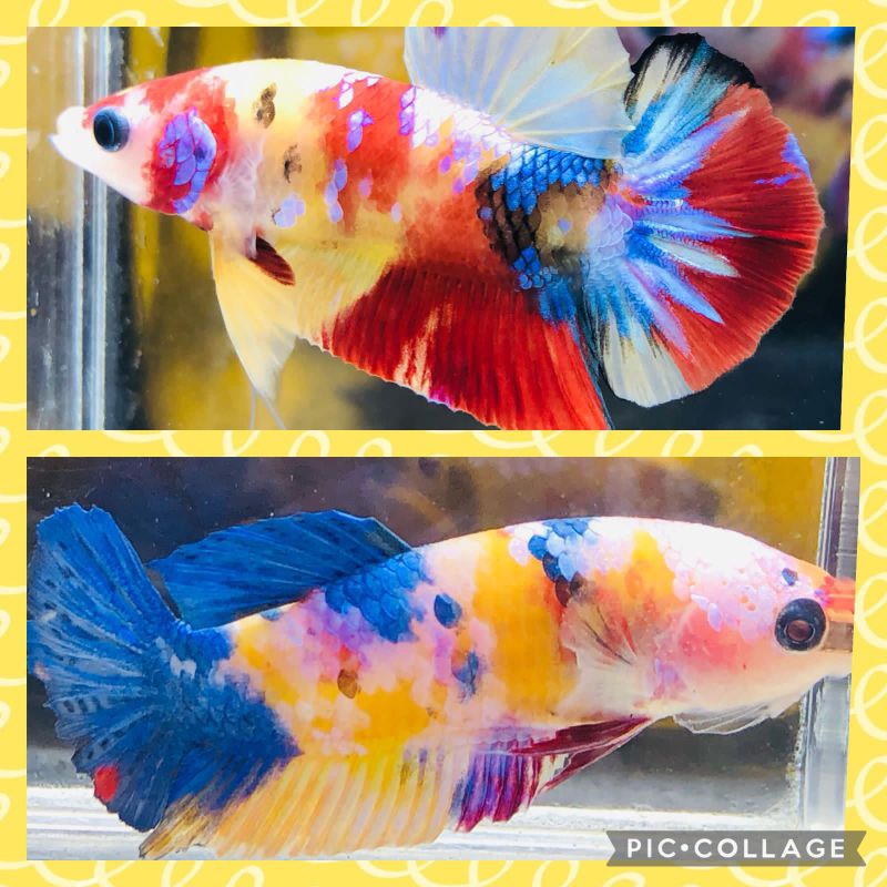 bibit cupang yello bass