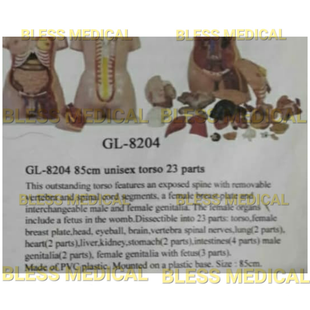 Manekin/Phantom/Alat Peraga Torso Unisex GL 8204 Set Of 23 Part