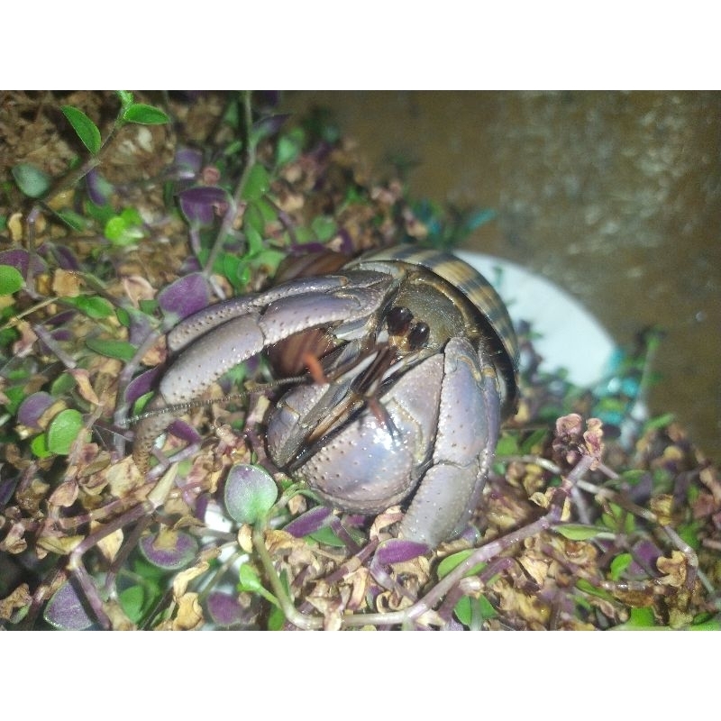 PAKET VIOLA KEONG MAS LUCU JUMBO XL L M