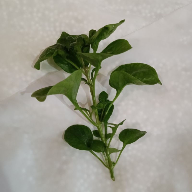 Bibit Bayam Brazil (Stek)