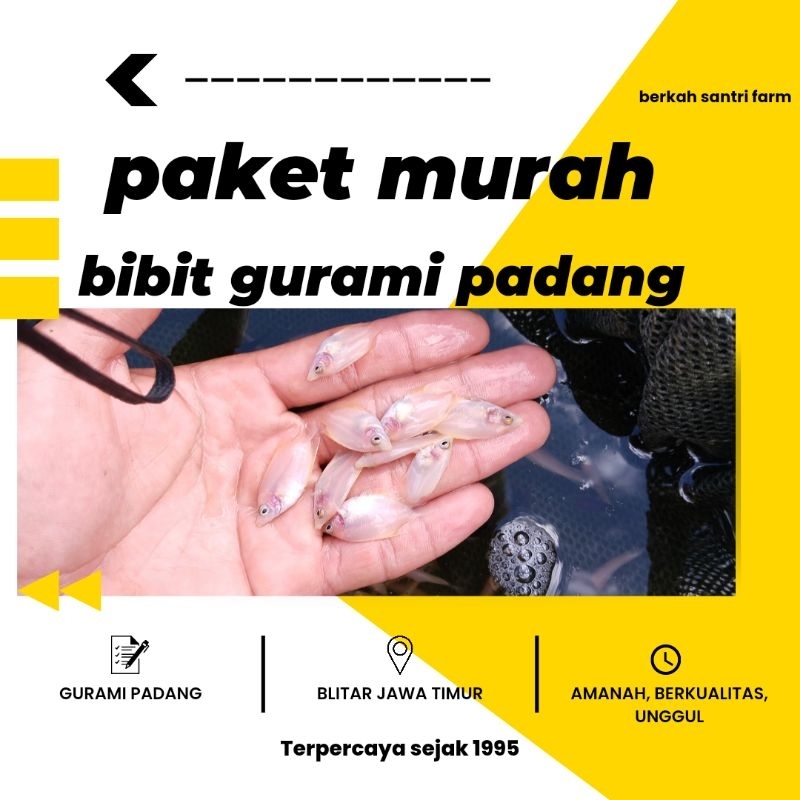 BIBIT GURAMI PADANG 17 + GRATIS PELET