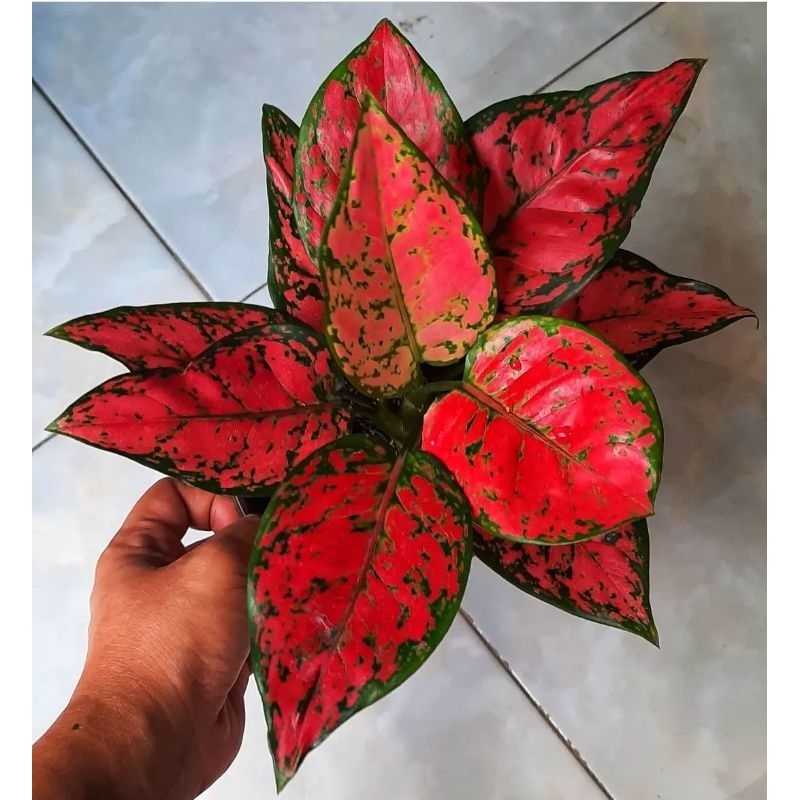 Aglonema Dud Anjamani Mutasi Merah Tanaman Hias Aglonema Aglaonema Dud Anjamani Murah Merah BUKAN BO