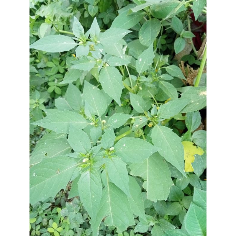 

daun ciplukan/ cecendet 250gr