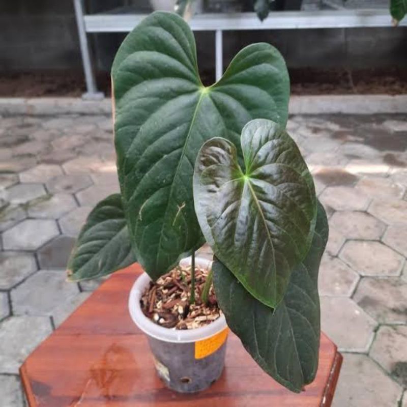 anthurium modeanum