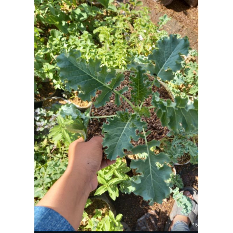 tanaman sayur KALE CURLY