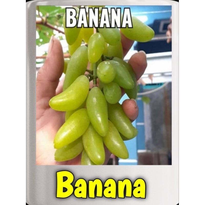 Bibit Anggur import Banana