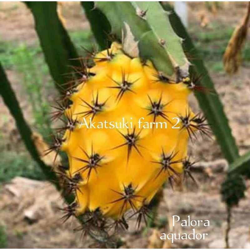 bibit buah naga jenis palora equador,   STEK