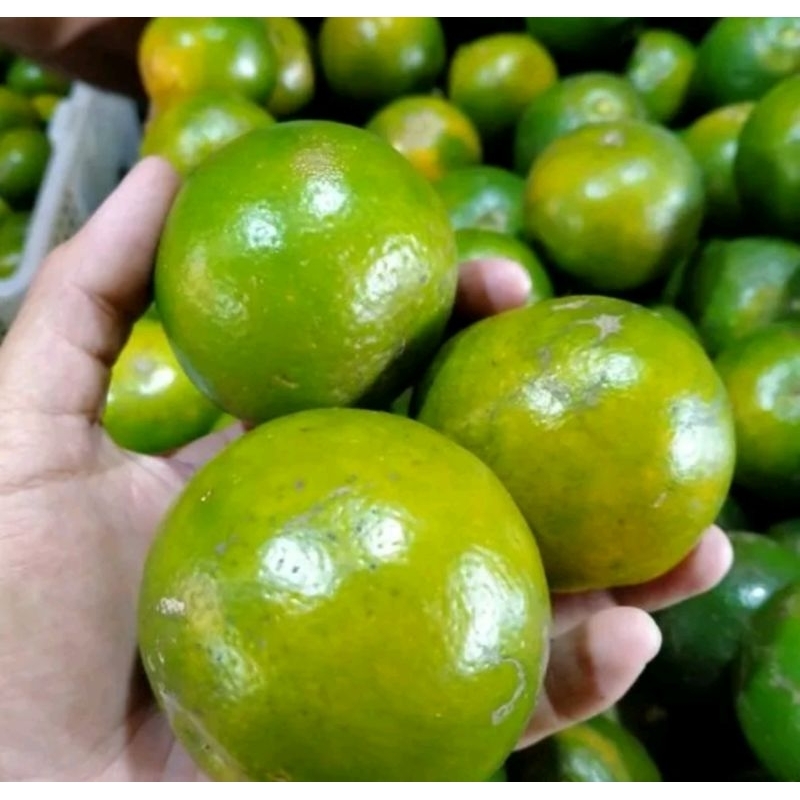 

Jeruk China Khas Selayar