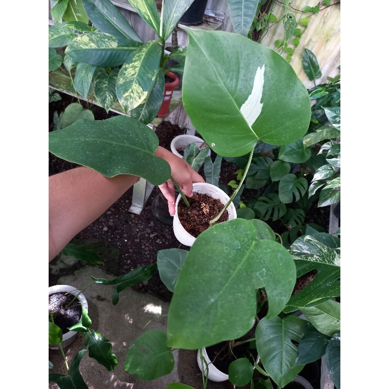 Monstera trah varigata / monthai varigata trah minim sesuai foto