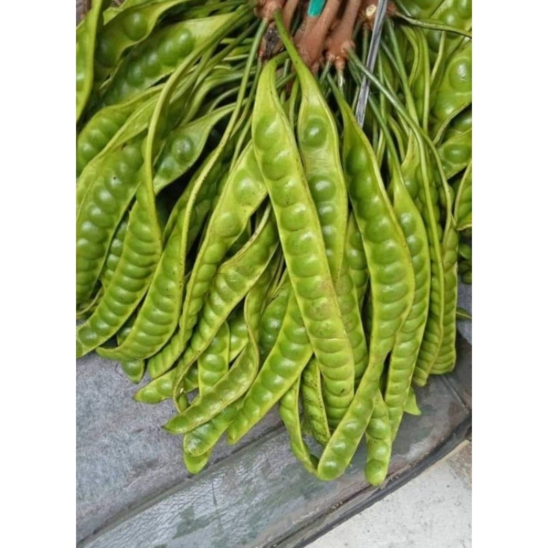 

Pete padi/pete kampung 10 papan