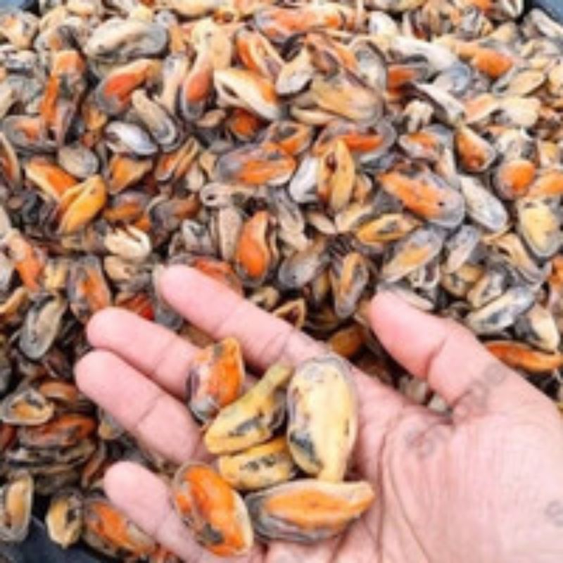 

Daging Kerang Hijau segar 1kg seafood segar