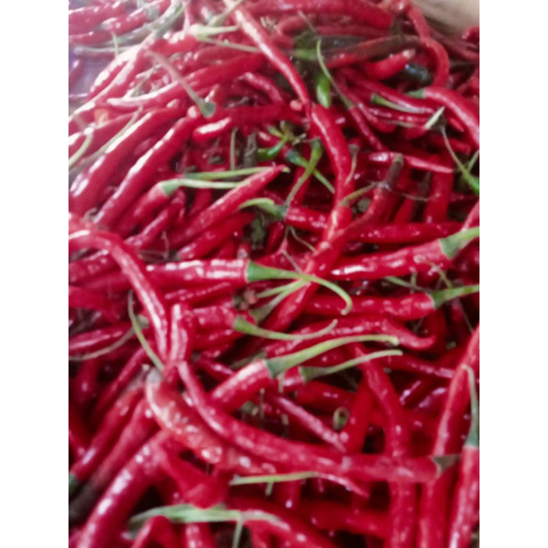 

cabe merah keriting/cabe keriting