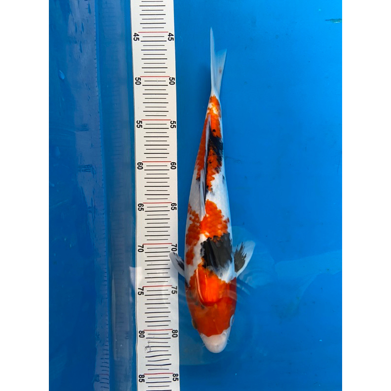 Ikan Koi Showa Tategoi 33cm