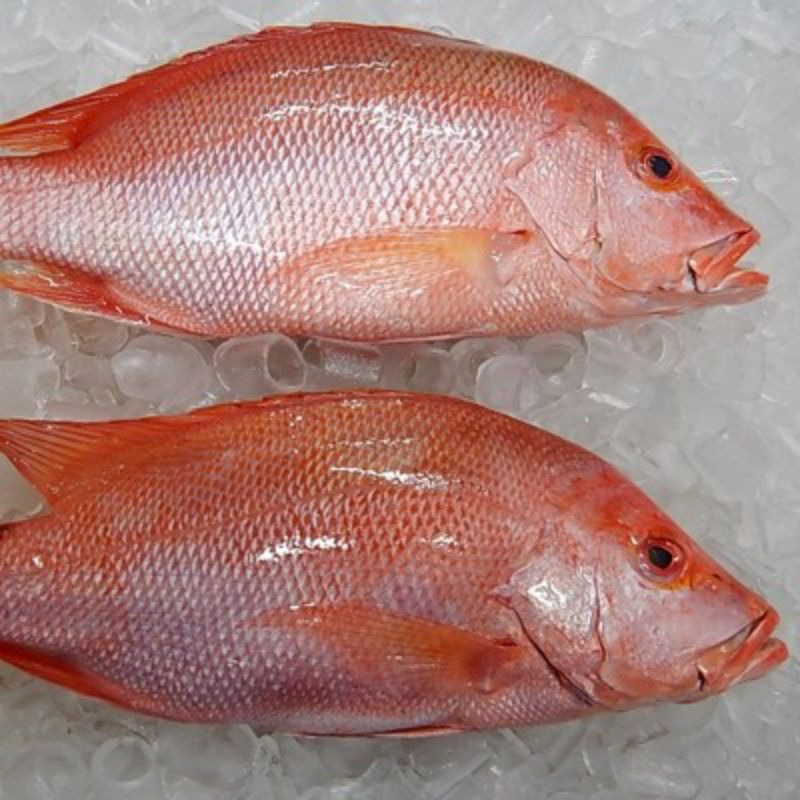 

Ikan kakap merah segar 1kg kakap merah