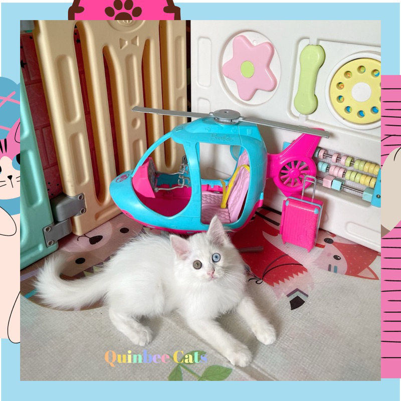 kucing Persia odd eyes jantan white solid / putih