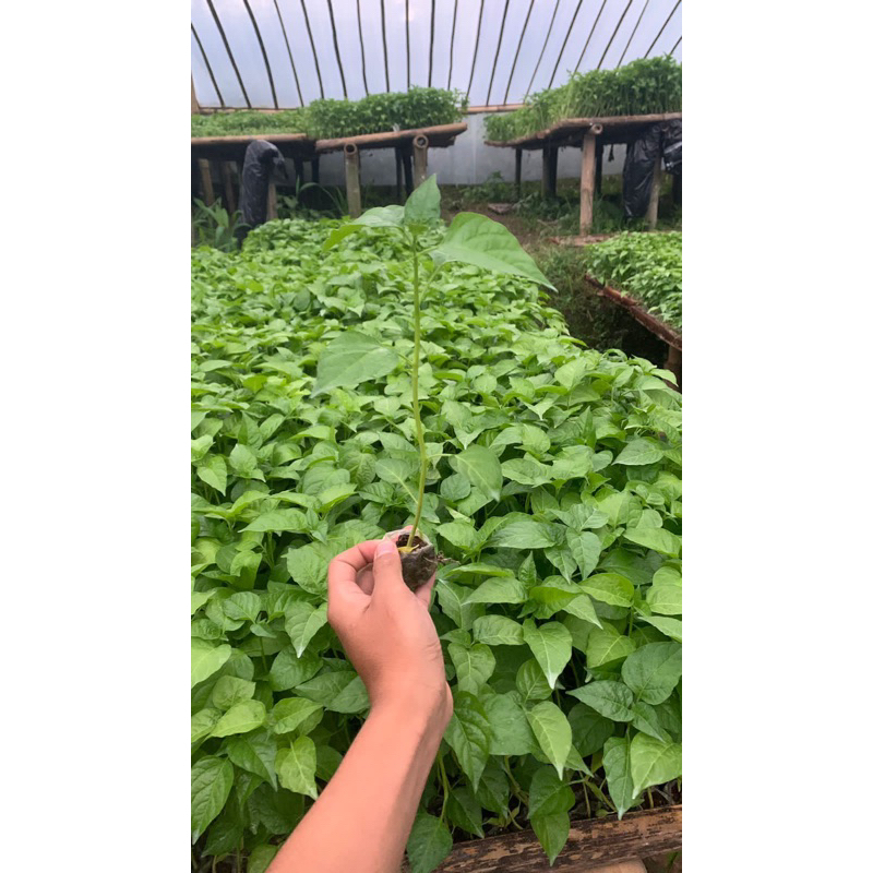 BIBIT CABE ORI 212 Siap tanam